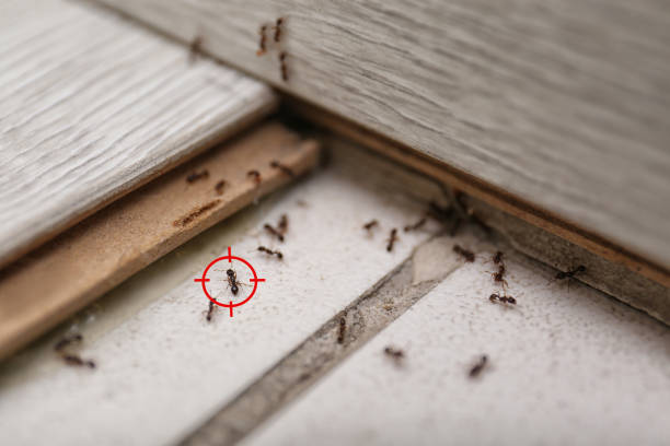 Best Affordable Pest Control Services  in Siler City, NC