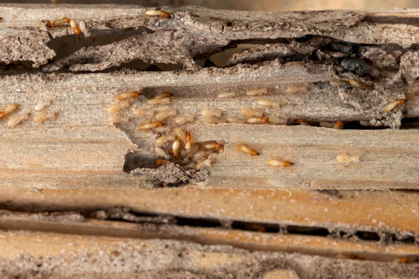 Pest Control Cost in Siler City, NC